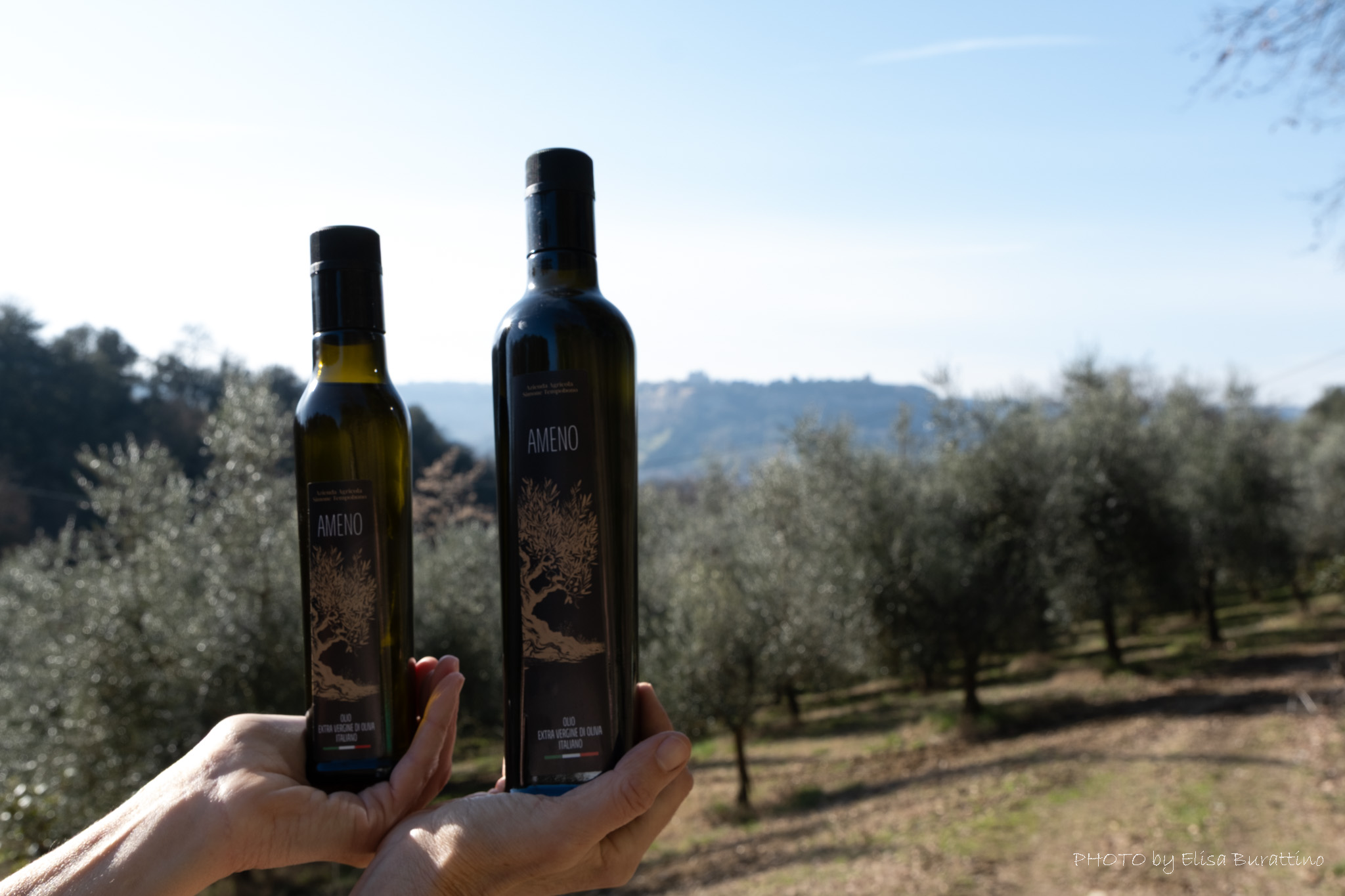 Bottiglie di olio extravergine Ameno tra gli ulivi di Casale Ameno, Umbria